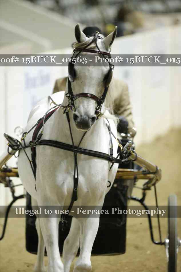 Proof 15BUCK_01563