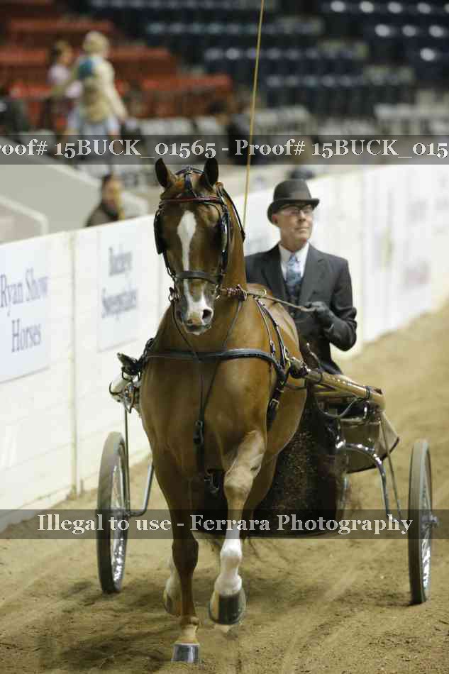 Proof 15BUCK_01565