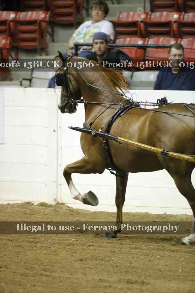 Proof 15BUCK_01566