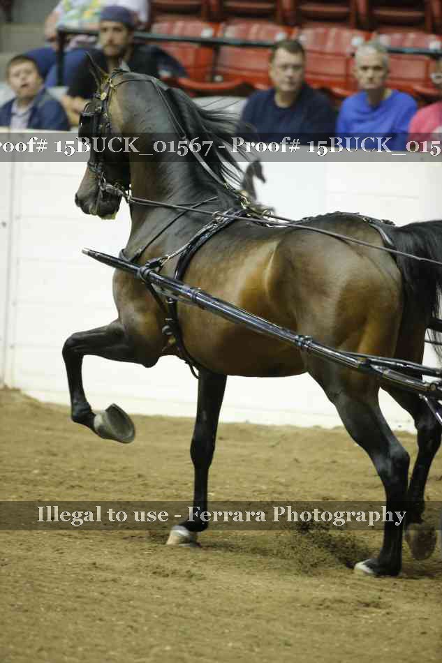 Proof 15BUCK_01567