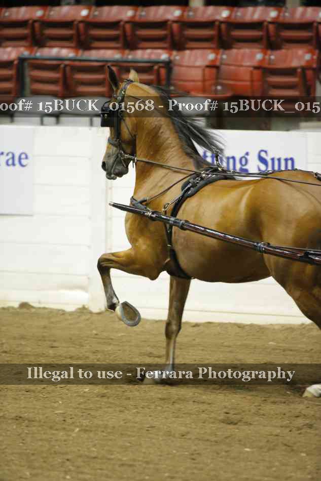 Proof 15BUCK_01568