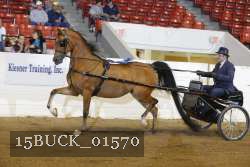 15BUCK_01570 proof