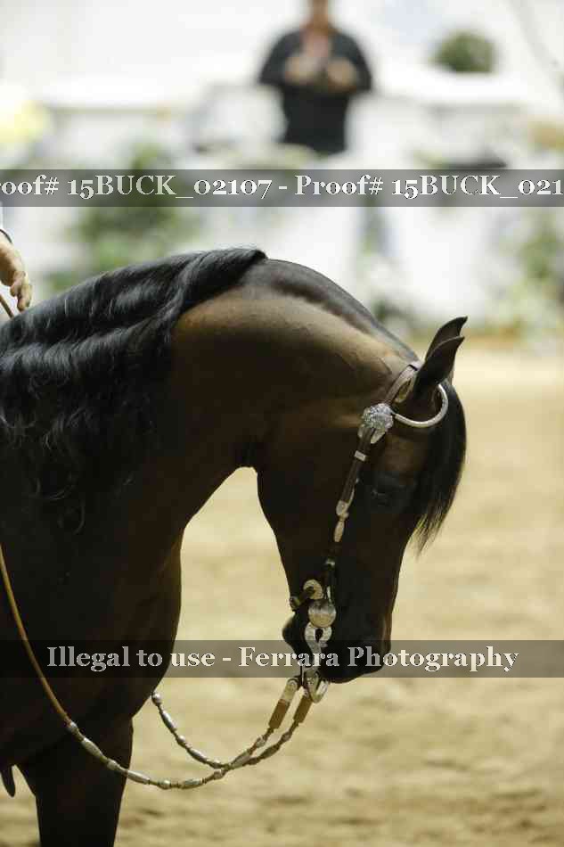 Proof 15BUCK_02107