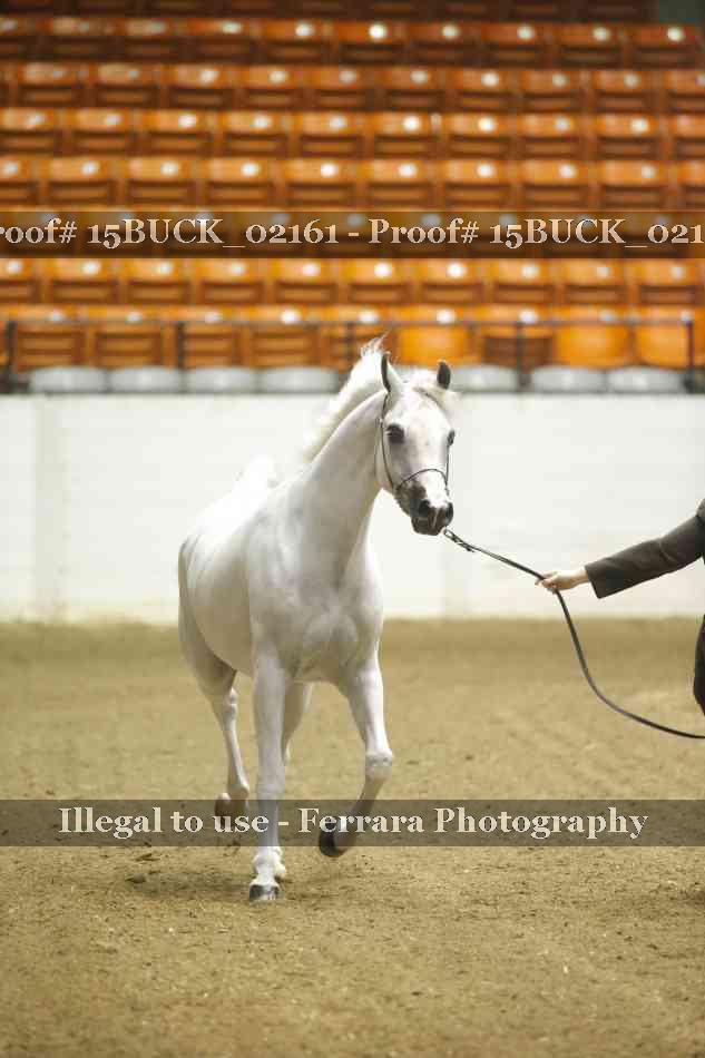Proof 15BUCK_02161