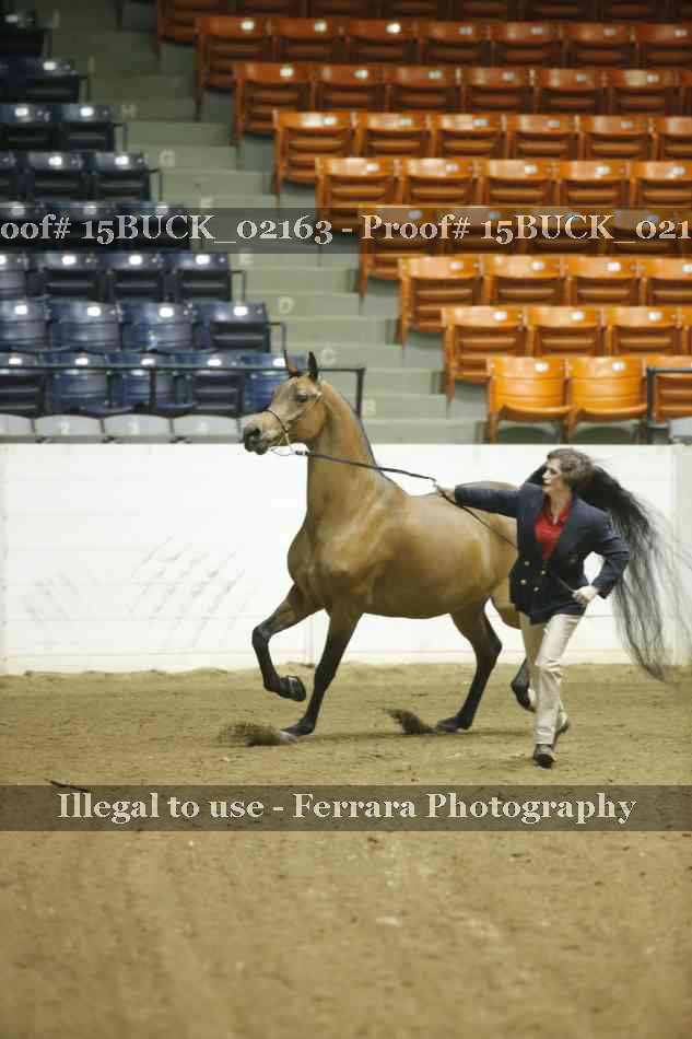 Proof 15BUCK_02163