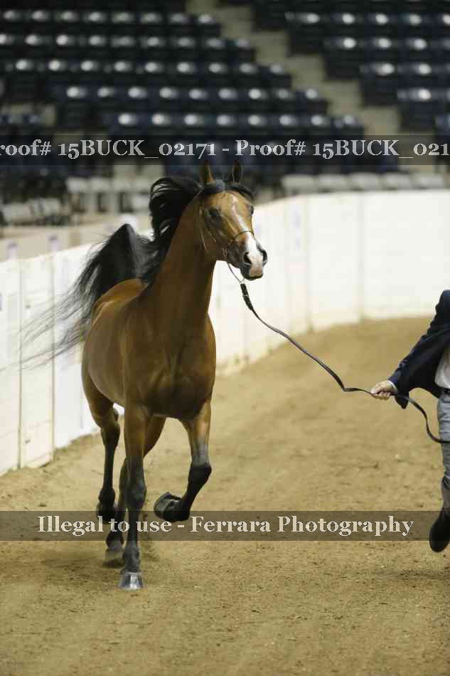 Proof 15BUCK_02171