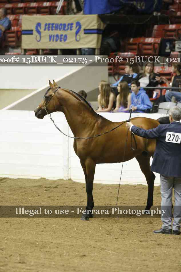 Proof 15BUCK_02173