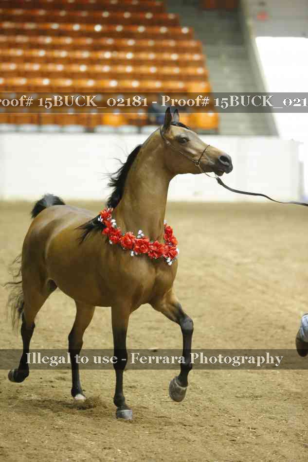 Proof 15BUCK_02181