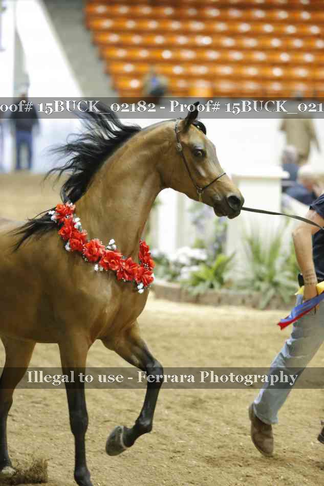 Proof 15BUCK_02182