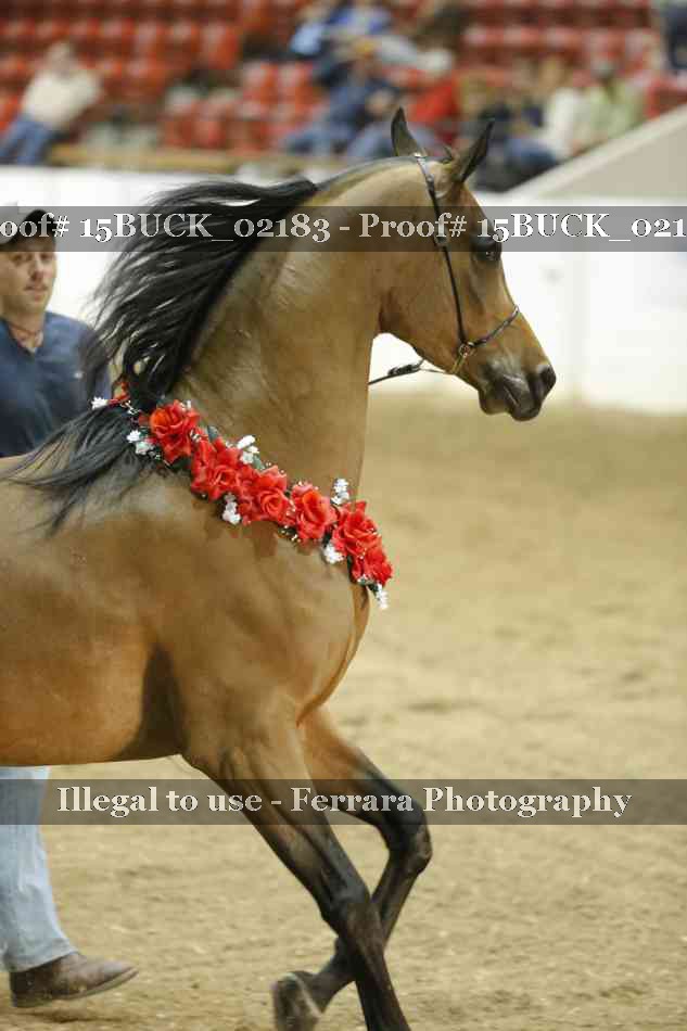 Proof 15BUCK_02183