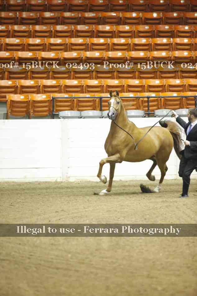 Proof 15BUCK_02493