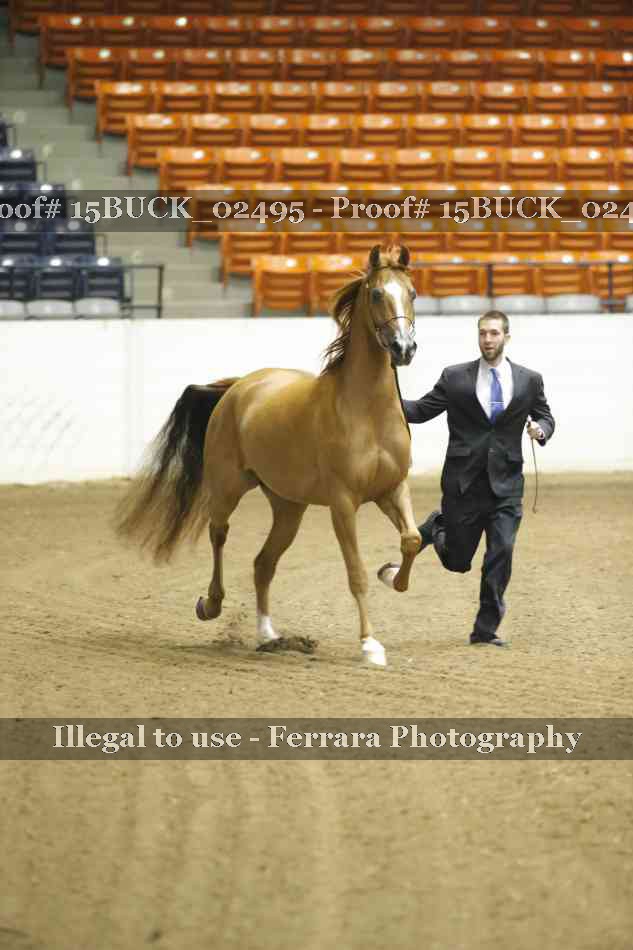Proof 15BUCK_02495
