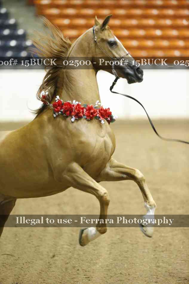 Proof 15BUCK_02500
