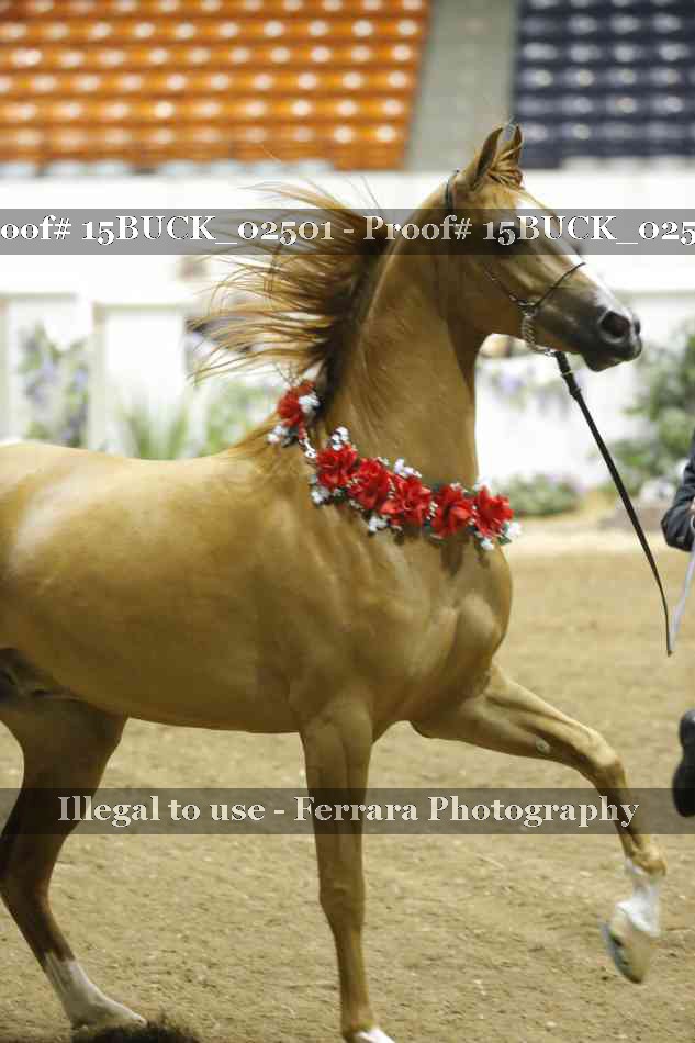 Proof 15BUCK_02501