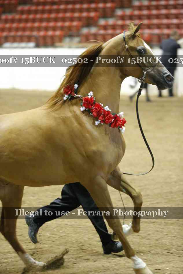 Proof 15BUCK_02502