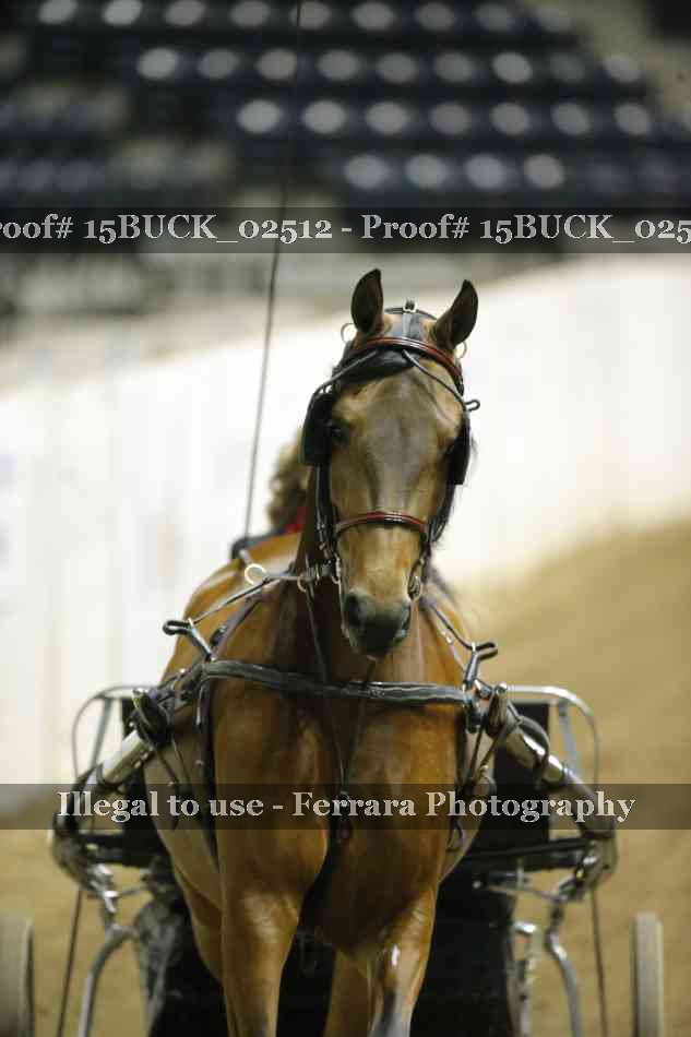 Proof 15BUCK_02512