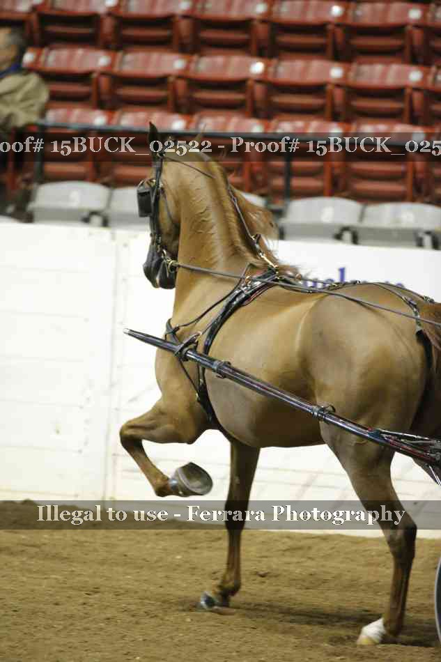 Proof 15BUCK_02522
