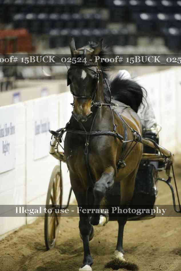 Proof 15BUCK_02524