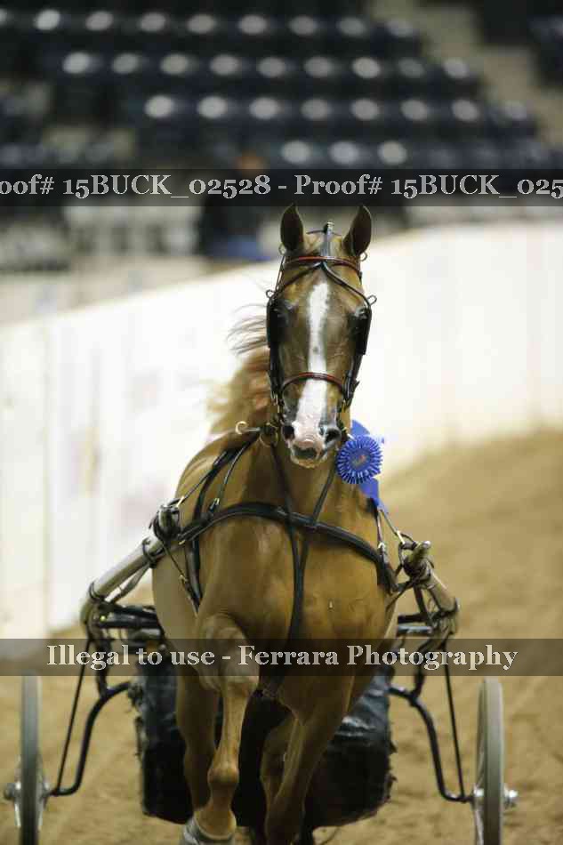 Proof 15BUCK_02528