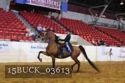 15BUCK_03613 proof