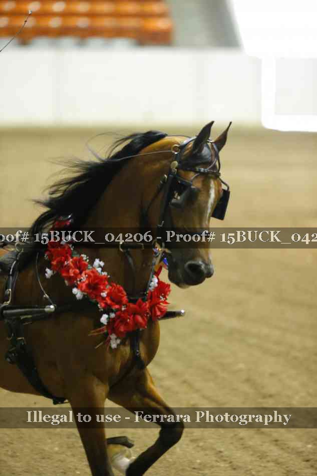 Proof 15BUCK_04206