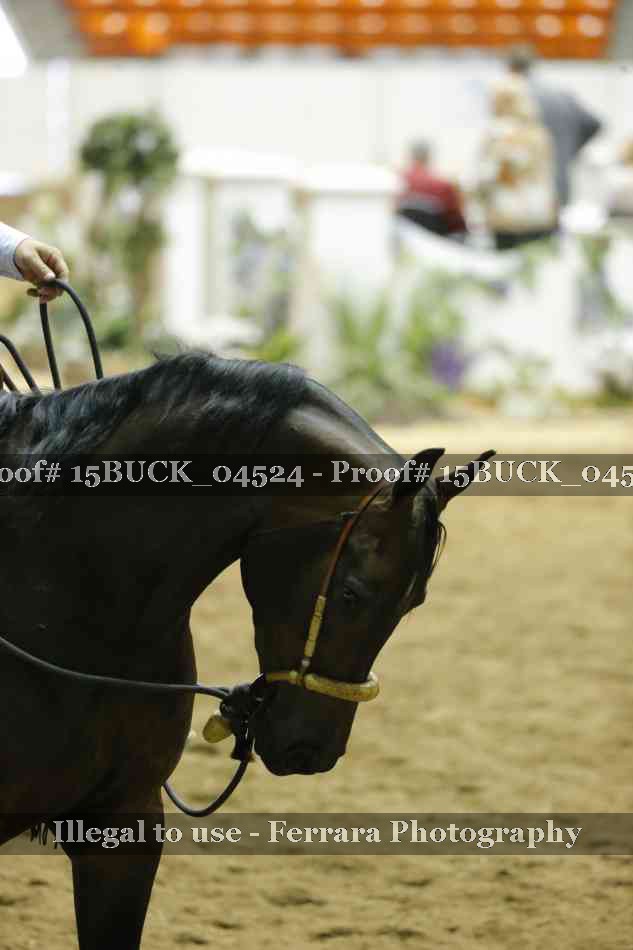Proof 15BUCK_04524