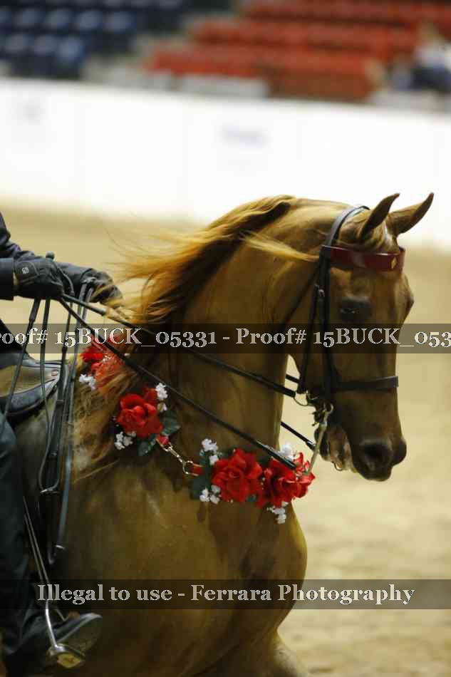 Proof 15BUCK_05331