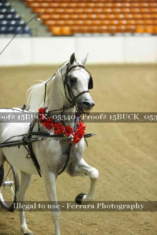 Proof 15BUCK_05340