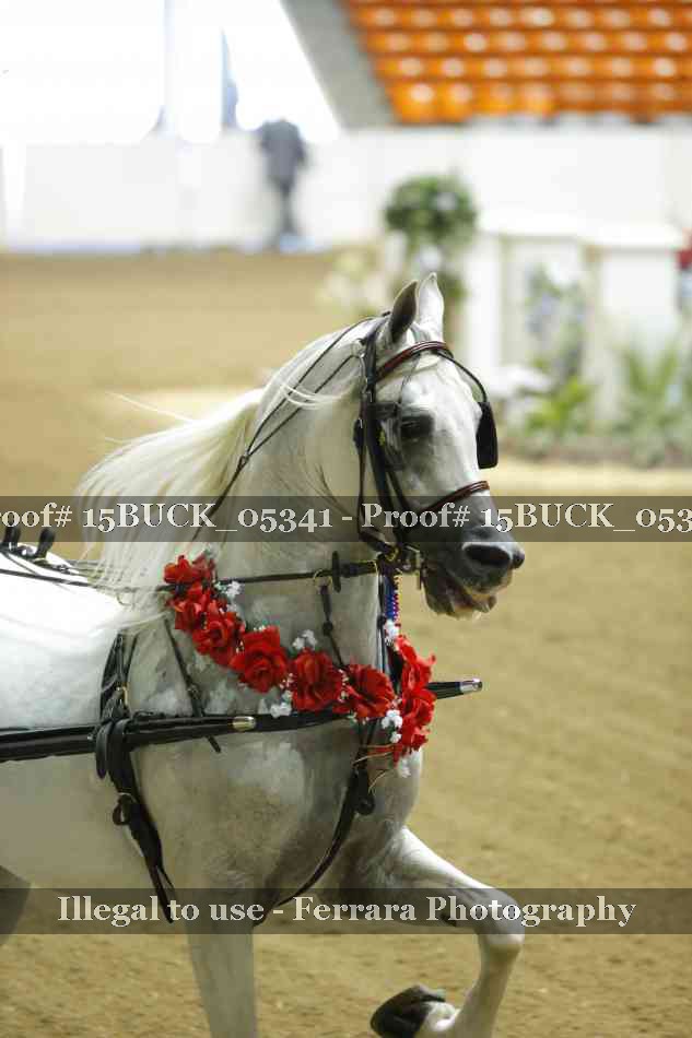 Proof 15BUCK_05341