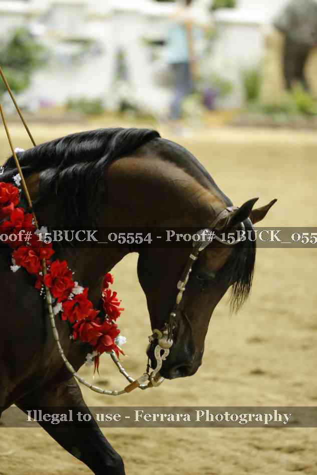 Proof 15BUCK_05554