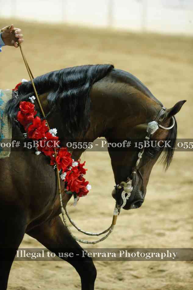 Proof 15BUCK_05555