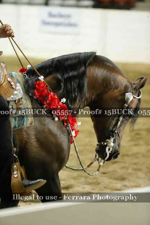 Proof 15BUCK_05557