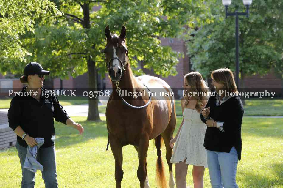 Proof 15BUCK_03768