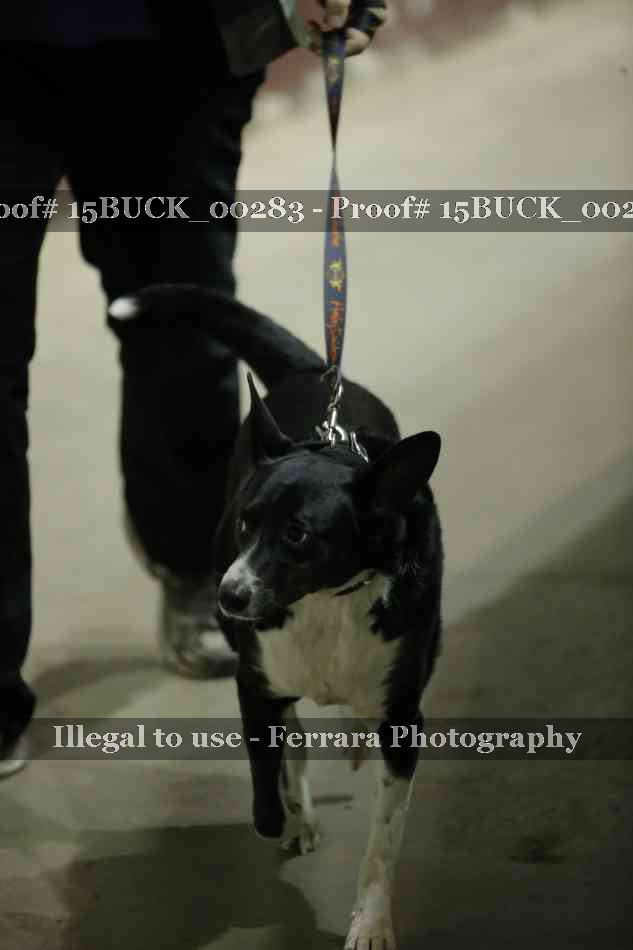 Proof 15BUCK_00283