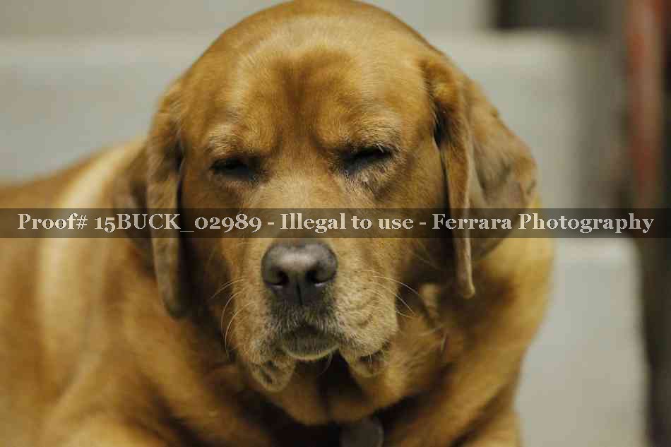 Proof 15BUCK_02989