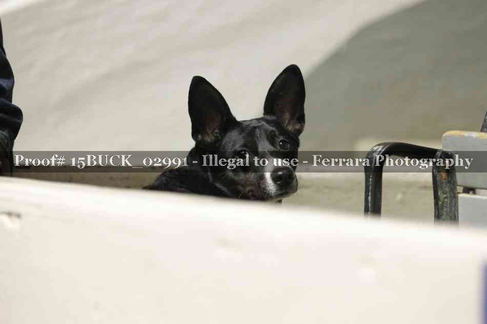 Proof 15BUCK_02991