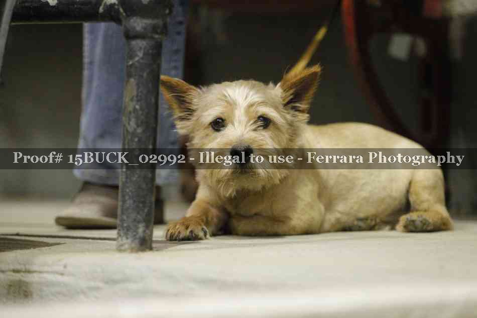 Proof 15BUCK_02992