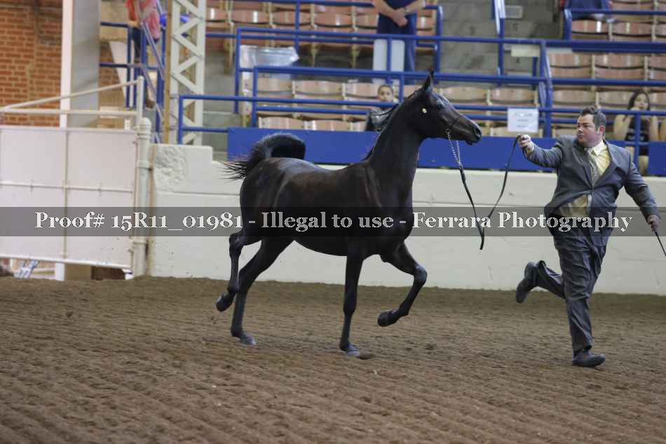 Proof 15R11_01981