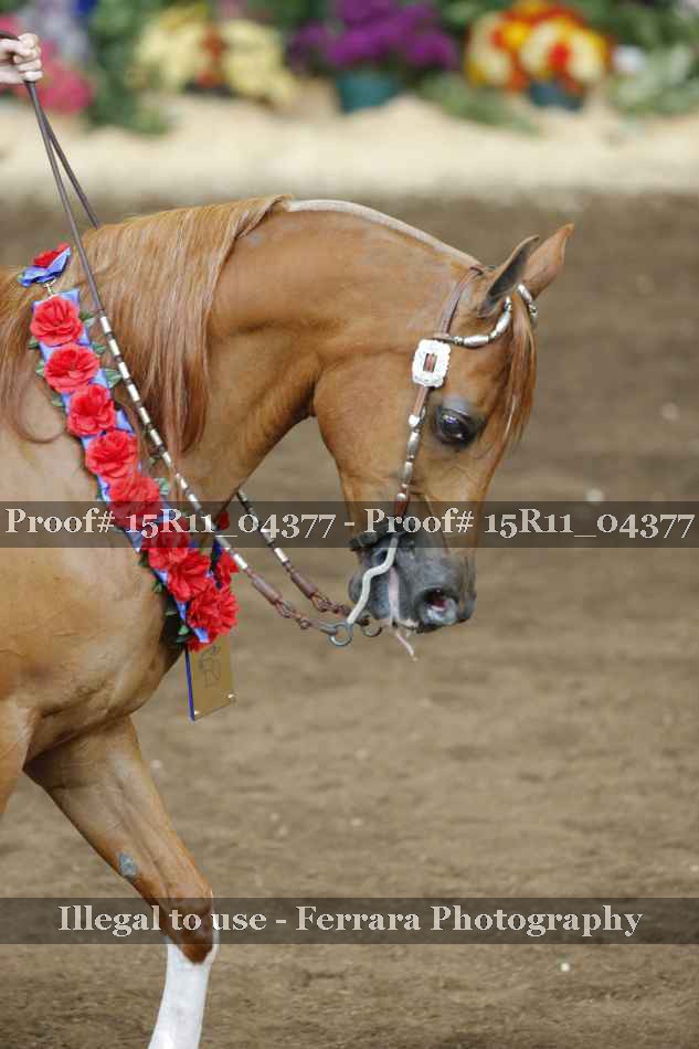 Proof 15R11_04377