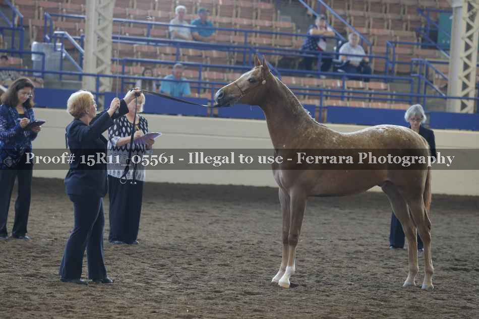 Proof 15R11_05561