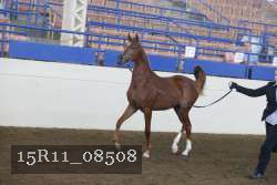 15R11_08508 proof