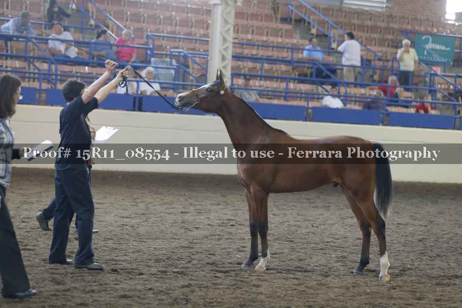 Proof 15R11_08554