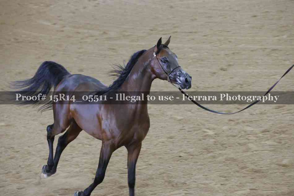 Proof 15R14_05511