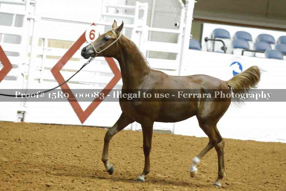 Proof 15R9_00083