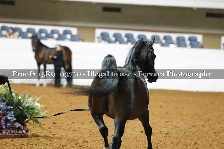 Proof 15R9_03770