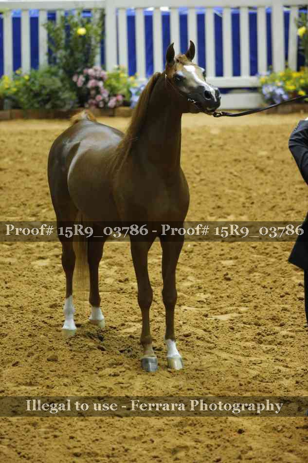 Proof 15R9_03786