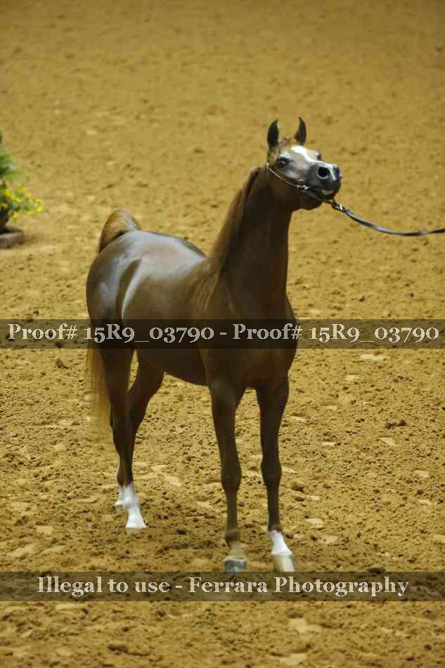 Proof 15R9_03790