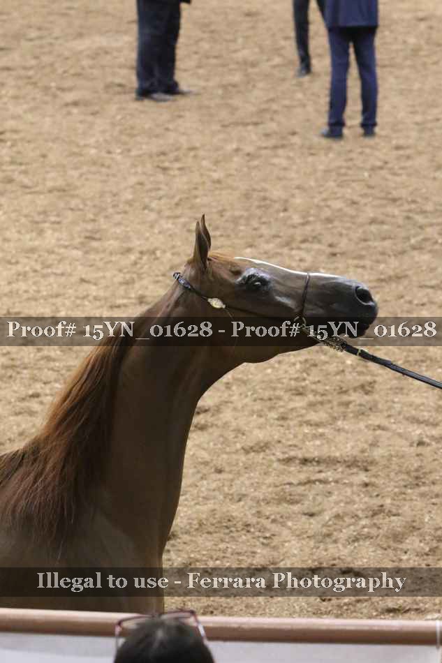 Proof 15YN_01628