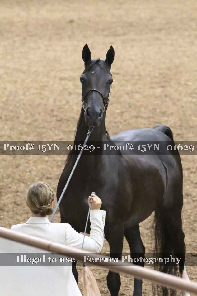 Proof 15YN_01629