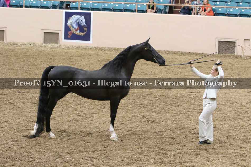 Proof 15YN_01631